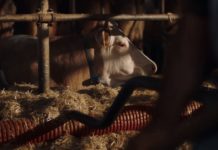 Neue Kampagne für das AMA-Gütesiegel