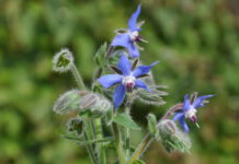 Kräuter helfen heilen – Lehrgang “Wildkräuter und Arzneipflanzen”