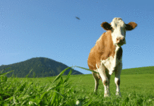 Österreichische Fachtagung für “Biologische Landwirtschaft”