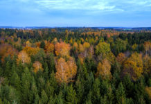 BFW: Zwischenauswertung der Waldinventur 2016/18