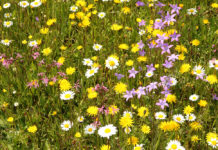 Die abgestufte Grünlandwirtschaft ist auch gelebte Individualität