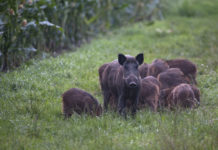 Technische Nachtzielhilfen für Wildschweinbejagung erlaubt
