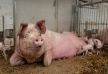 GVO-freie Fütterung: Schweinebranche ist grundsätzlich aufgeschlossen