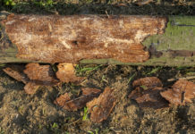 Europäischer Holzmarkt von Borkenkäferkalamität beeinträchtigt