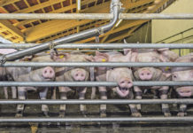 Schweine-Verordnung: Restliche Auflagen gelten