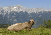 Tiroler Betriebe wegen Tbc-Verdachts gesperrt Das Tbc wurde vermutlich auf einer Bludenzer Alm übertragen.