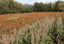 Körnersorghum brachte deutliche Mehrerträge