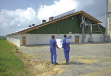 Schweineproduktion zwischen Tierwohlmaßnahmen und Preisdruck