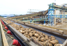 Agrana: 300.000 t Zucker in Österreich produziert