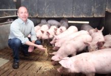 Trotz hoher Preise am Ferkelmarkt ist ein sicherer Rahmen notwendig