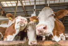 NÖM-Bauern strenger als das Gesetz