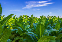 Es war einmal der Tabakanbau