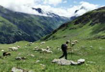 Studie: Herdenschutz in Tirol nur teilweise machbar Herdenschutzmaßnahmen sind auf Tirols Almen zwar teilweise möglich, jedoch sehr umständlich und mit hohen Kosten verbunden.