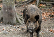 Afrikanische Schweinepest: Bauernbund fordert Vorkehrungsmaßnahmen