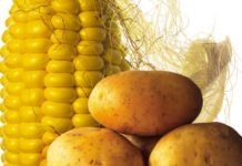 Agrana stellt auf der “Biofach 2020” weltweit erste Bio-Kartoffelfaser vor