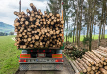 Sägerundholzmarkt: Rege Nachfrage nach Fichte hat wieder abgenommen