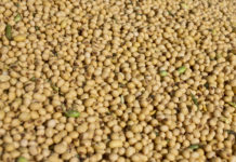 Immer mehr Ackerflächen in Europa für Sojaproduktion geeignet