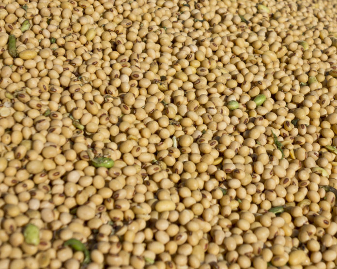 Soja Ernte 83 ID62410