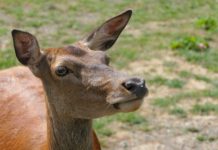 Tbc-Freiheit in Tirol erhalten Besonders im Außerfern stellt das Rotwild eine erhebliche Bedrohung für das Rindvieh dar.