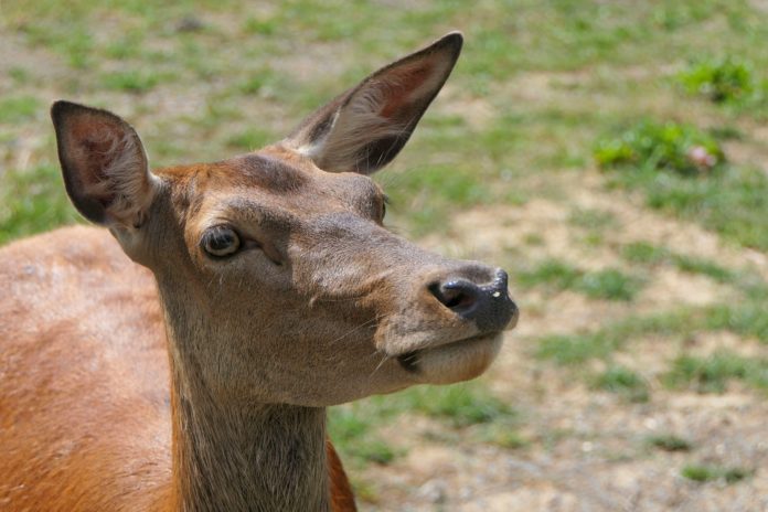 Besonders im Außerfern stellt das Rotwild eine erhebliche Bedrohung für das Rindvieh dar.