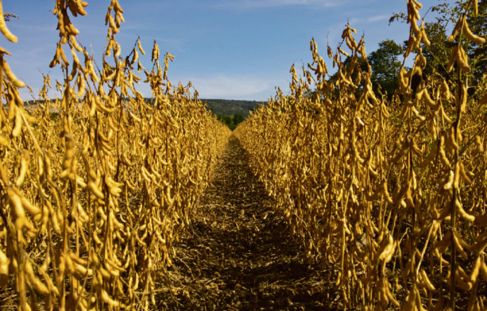 Erfolgreicher Sojaanbau mit Probstdorfer
