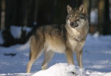 Umfrage: Osttiroler und Kärntner heißen Wolf nicht willkommen Bedrohung oder Kuscheltier? Der Wolf wird von den Österreichern unterschiedlich wahrgenommen.