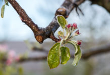 Frost in der Steiermark: Leichtes Aufatmen bei Äpfeln, große Sorgen bei Marillen