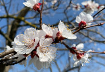 Frostwarnung für Obstbauern