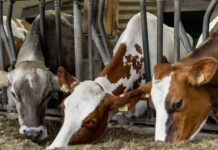 Viehpreise unter Druck, Milchabholung gesichert