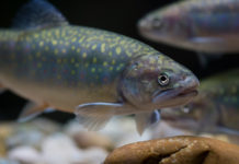 Auch jetzt an heimischen Fisch denken