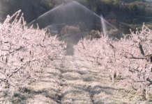 Kaltluft bringt Frostgefahr bei Obstkulturen mit sich: Erste Schäden im Südburgenland