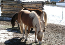 9. Österreichische Pferdefachtagung