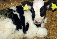 AMA: Restbestände konventioneller Ohrmarken nach dem 30. April weiterverwenden