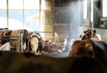 Nutztierschutztagung in Raumberg-Gumpenstein