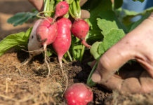 Tiroler Gemüsebauern suchen rund 800 Erntehelfer In drei bis vier Wochen werden in Tirol die ersten Radieschen geerntet. Doch von wem?