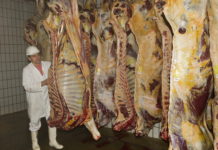 ARGE Rind: „Vermarktung von Schlachtkühen und -kalbinnen aufschieben”