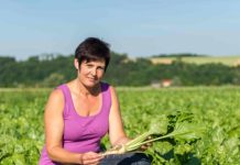 Zuckerrübenanbau ist wieder attraktiv