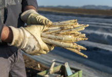Initiative zur Absicherung der Lebensmittelversorgung