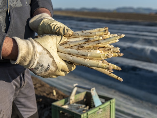 Spargel Ernten 22 ID90205 Size650px (1)