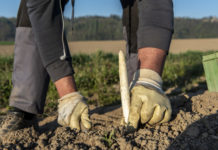 Covid19-Krise: Neue Online-Plattform vermittelt Arbeitskräfte in der Landwirtschaft
