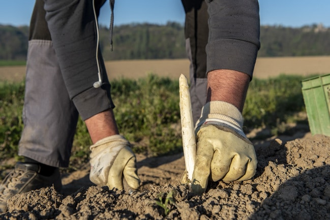 Spargel Ernten 28 ID90199 Size650px