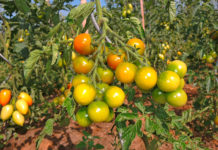 LGV Sonnengemüse kann Handel trotz Corona beliefern