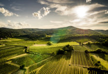 Weinjahrgang 2019: die “Neuner”-Legende lebt weiter