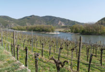 Hilfe für Winzer, die Arbeitskräfte suchen