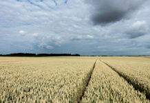 Agrargüter: Bei Export-Restriktionen droht enormer Schaden