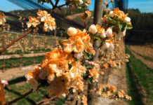 Hagelversicherung: 50 Millionen Euro Gesamtschaden an Obstkulturen