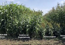 Sorghumhirse – Voller Silo auch bei Trockenheit