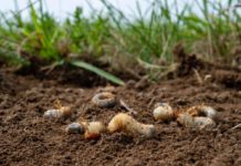 Engerlinge mittels Nachsaat eliminieren