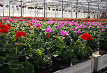 Beim Einkauf an heimische Gärtnereien denken