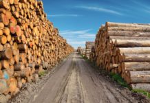 Holzmangel am Papier